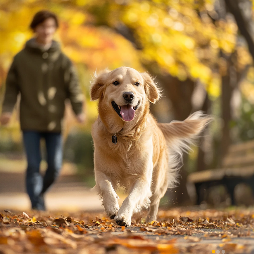 Golden retriever running through an autumn park
